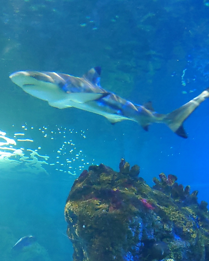 Acuario de Benalmádena Beach