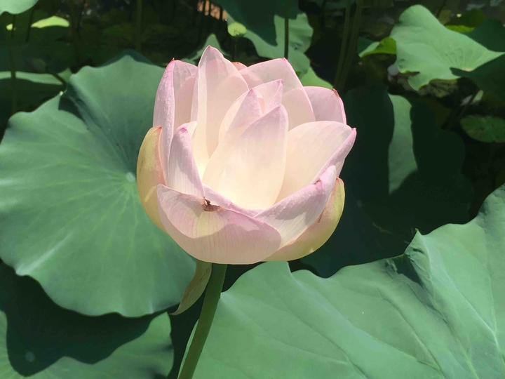 lotus