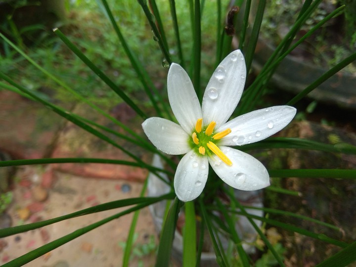 Flower from nursery