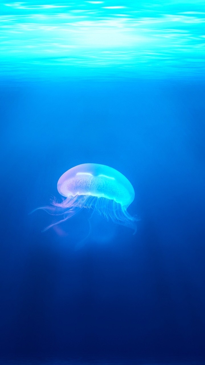 Mobile wallpaper