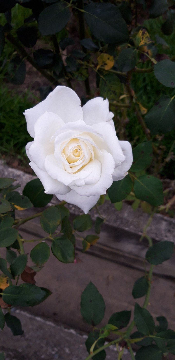 White