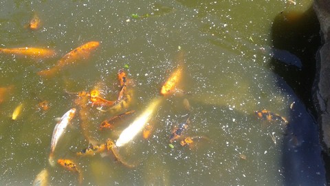 Koi Fosh