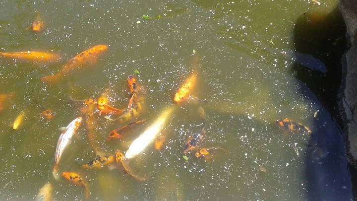 Koi Fosh