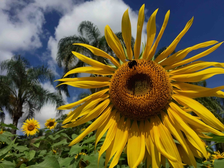 Sunflower/ Girassol
