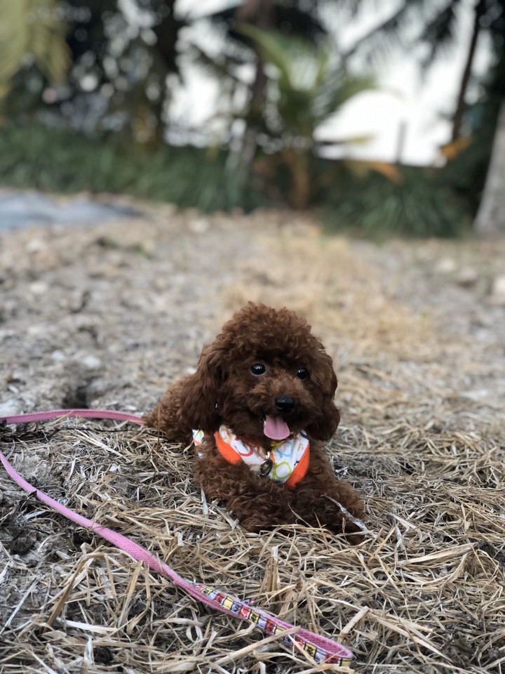 My Dog