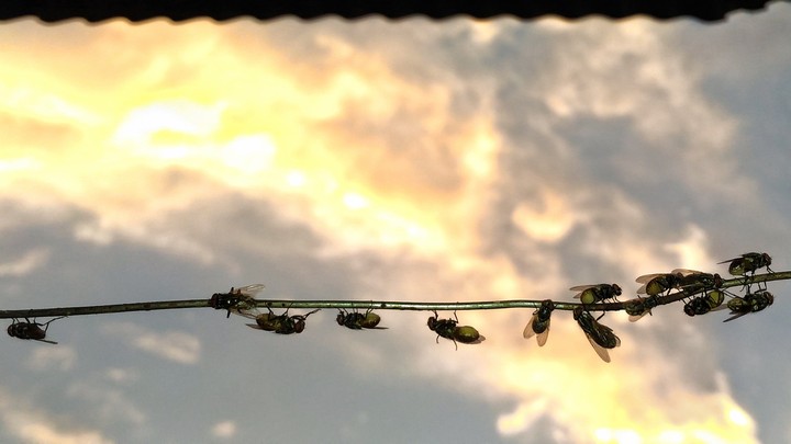 bugs life