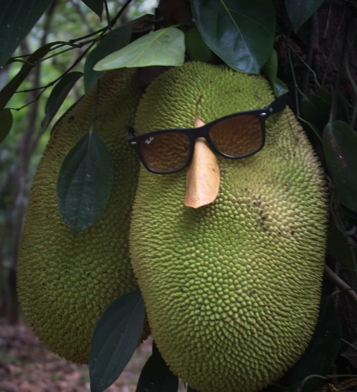 Jackfruit