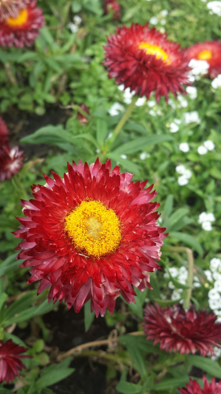 flower