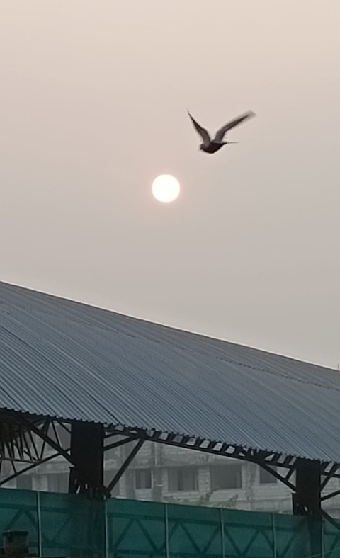 ταπετσαρίες morning, wing