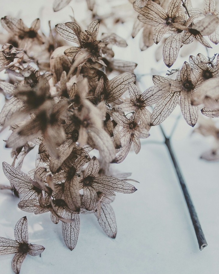 Withered