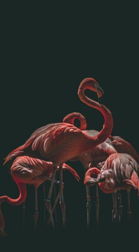 animal