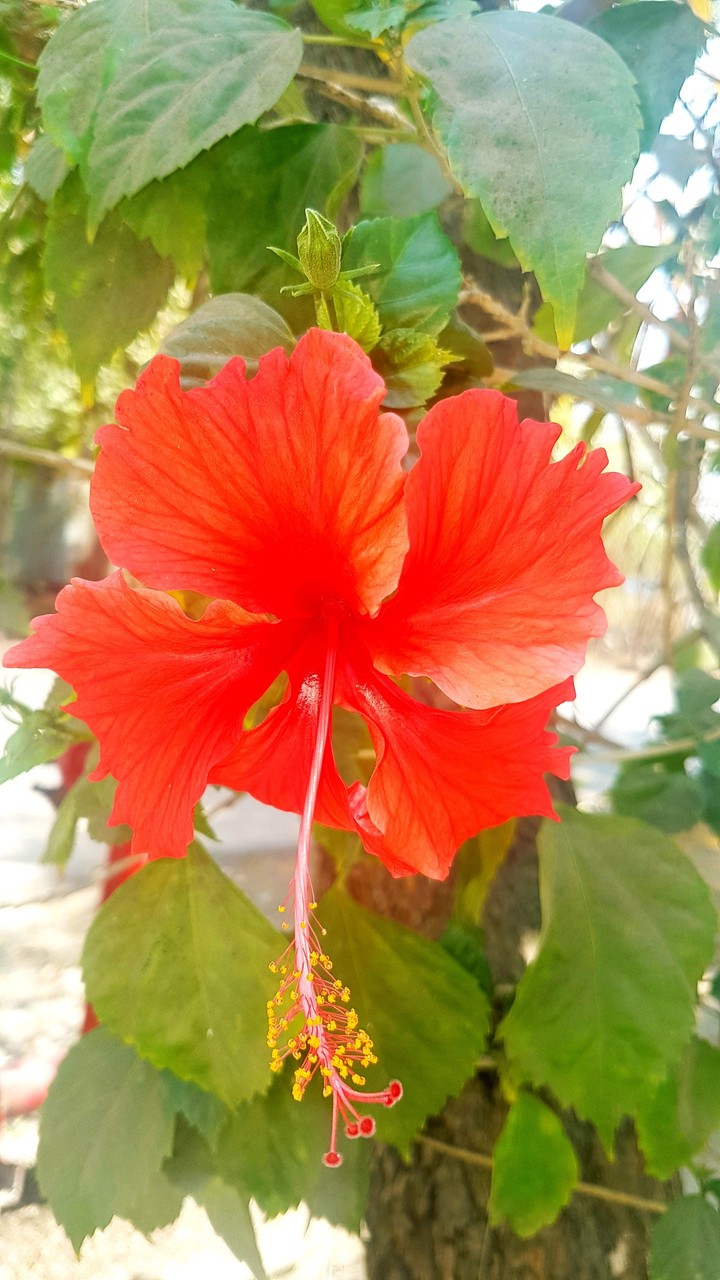 Red Hibiscus Flower