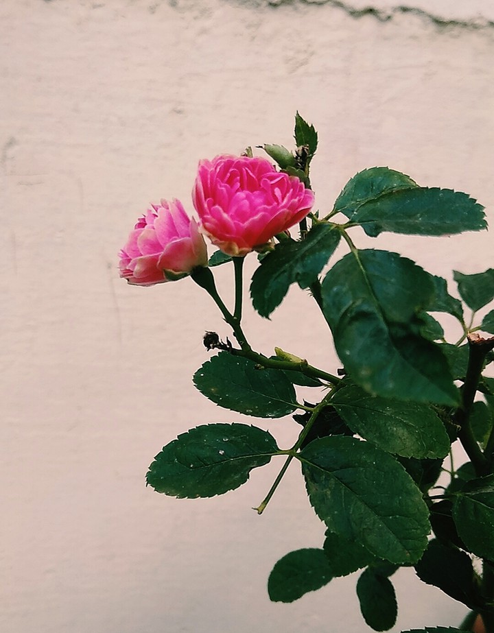 have a rose day