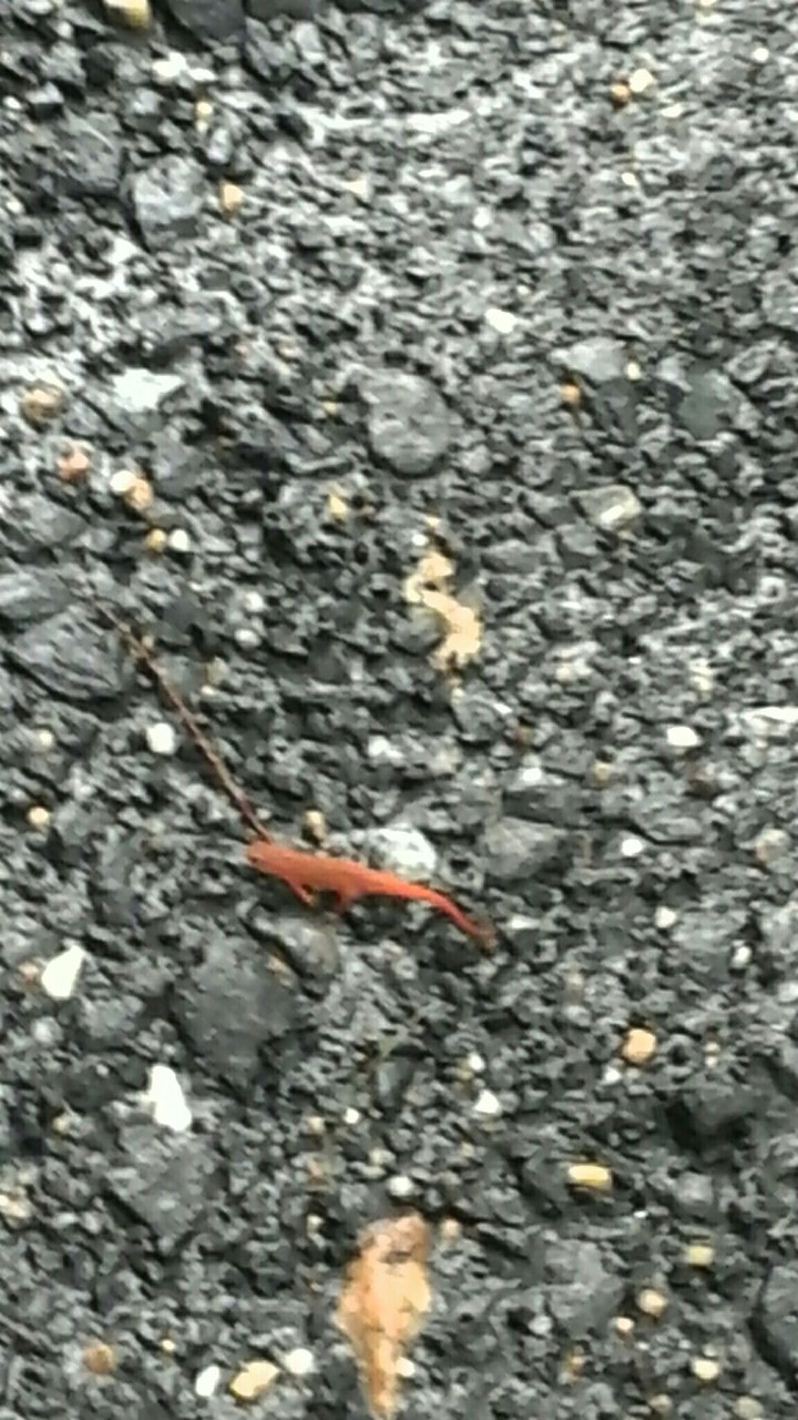 Orange .. I don't know ..... Salamander? Or maybe a lizard