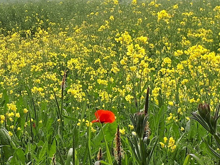 Meadow