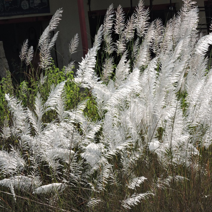 Dancing through the Grass....