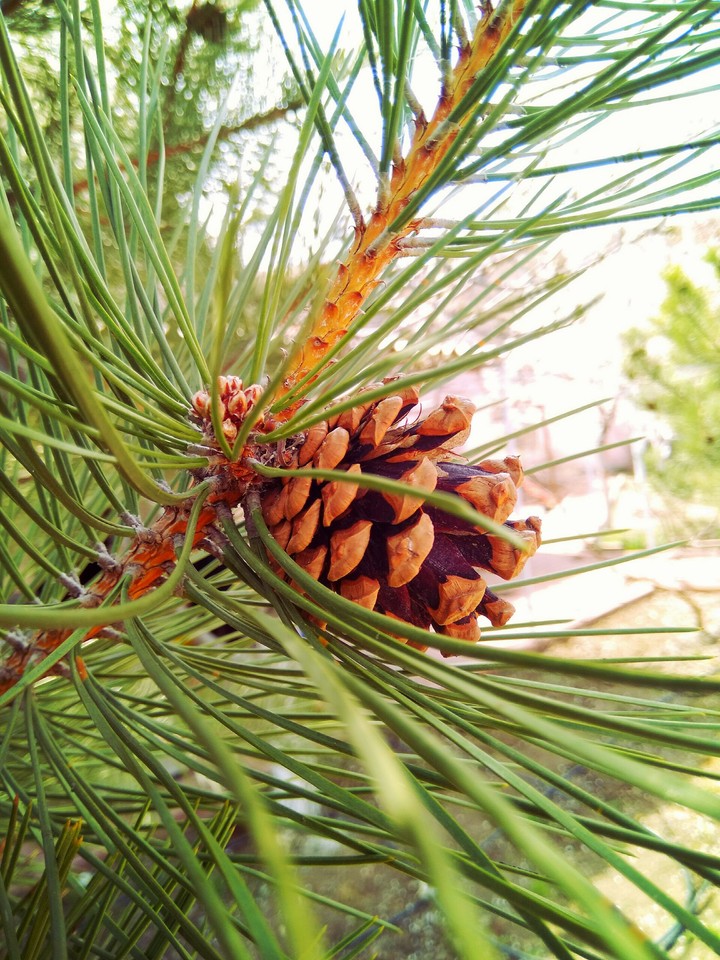 Cone