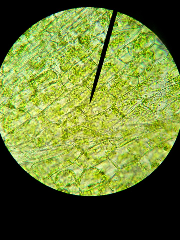 Plant Cell Biology