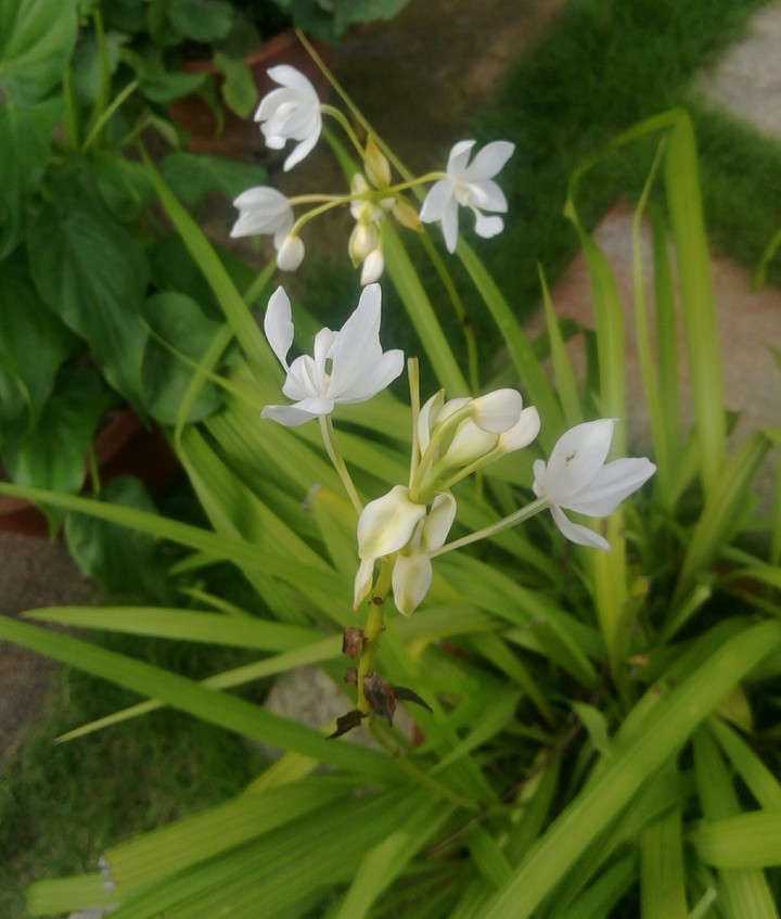 white flowers