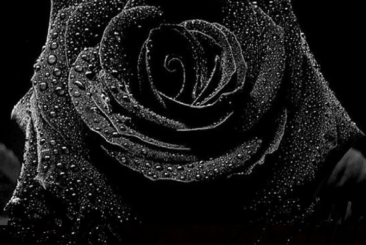 Black Rose