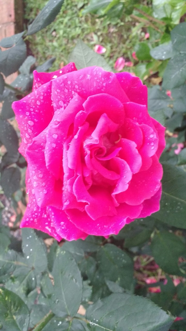 rosa