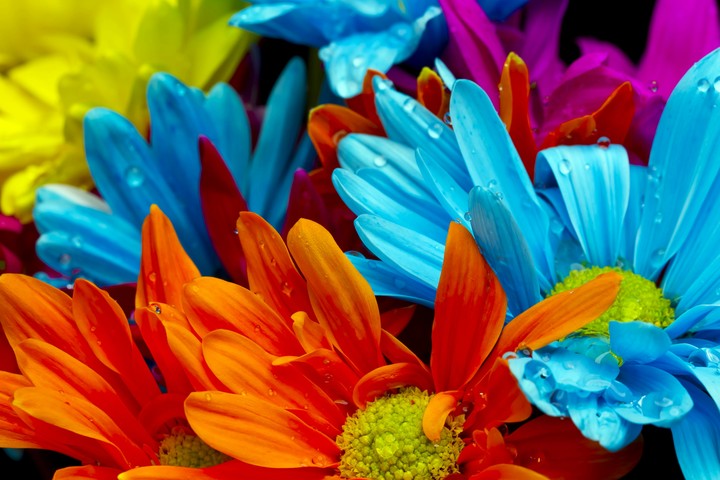 flower