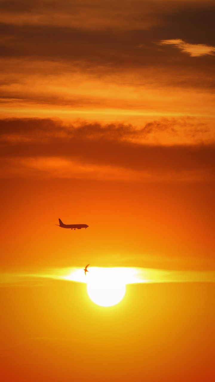 plane, bird, sun
