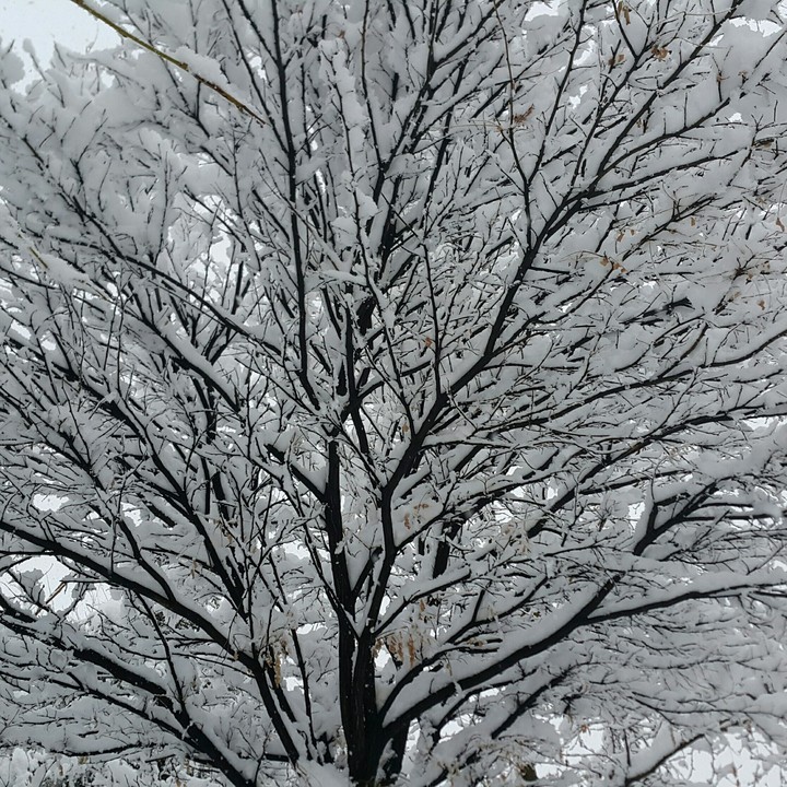 Snow tree