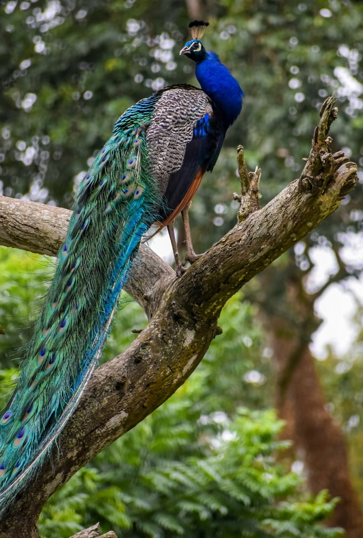 Indian peacock