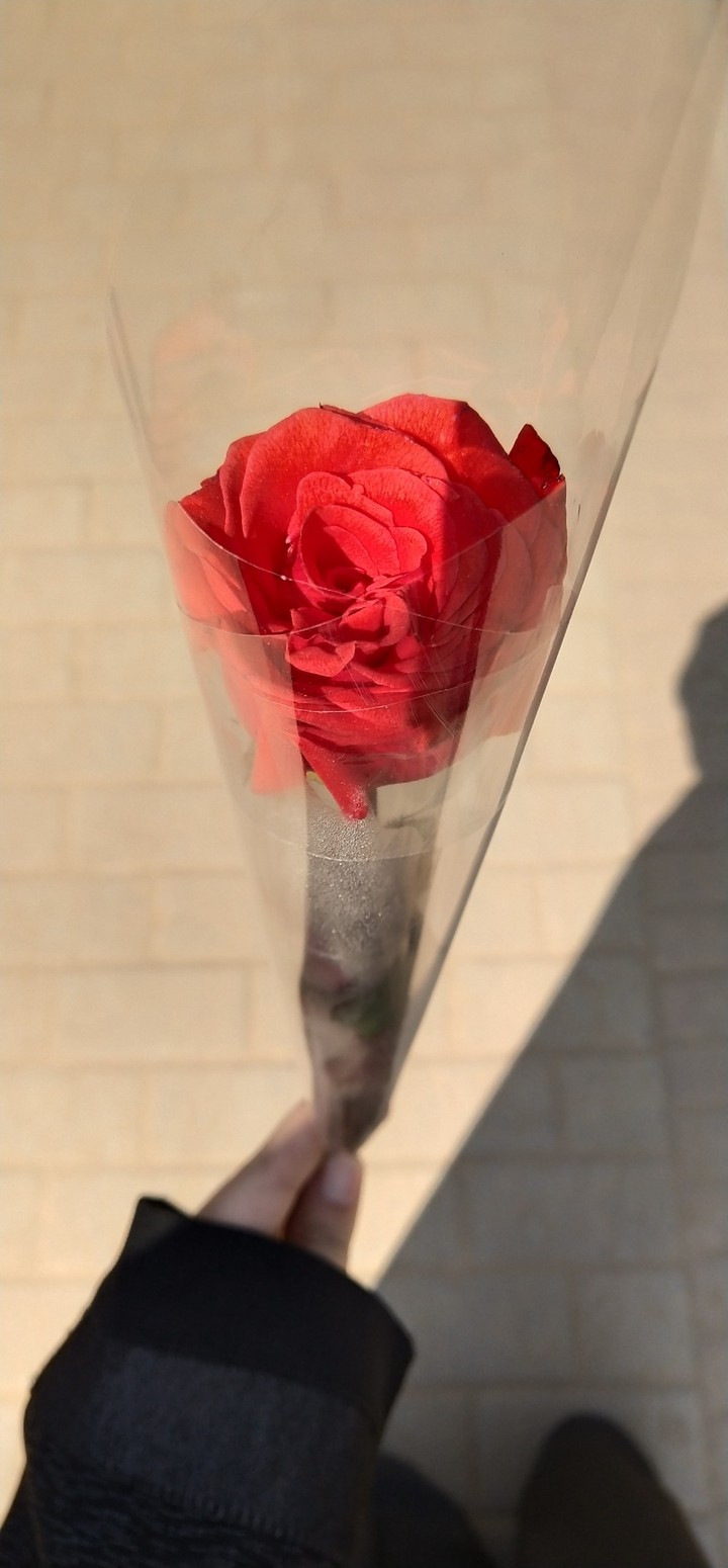 Blood red rose