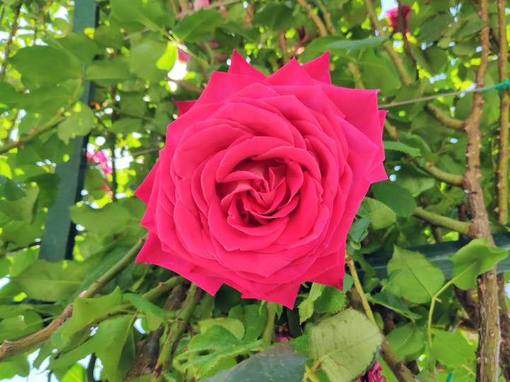 Rose
