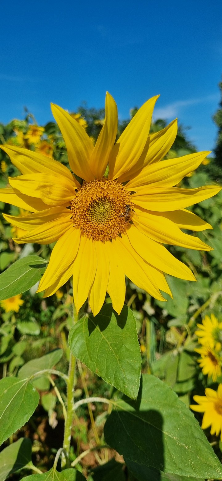 .