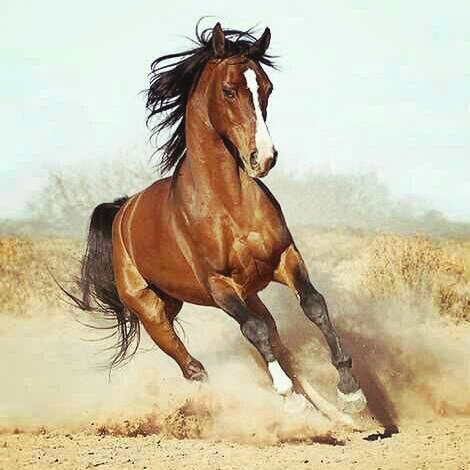 Goms Horse