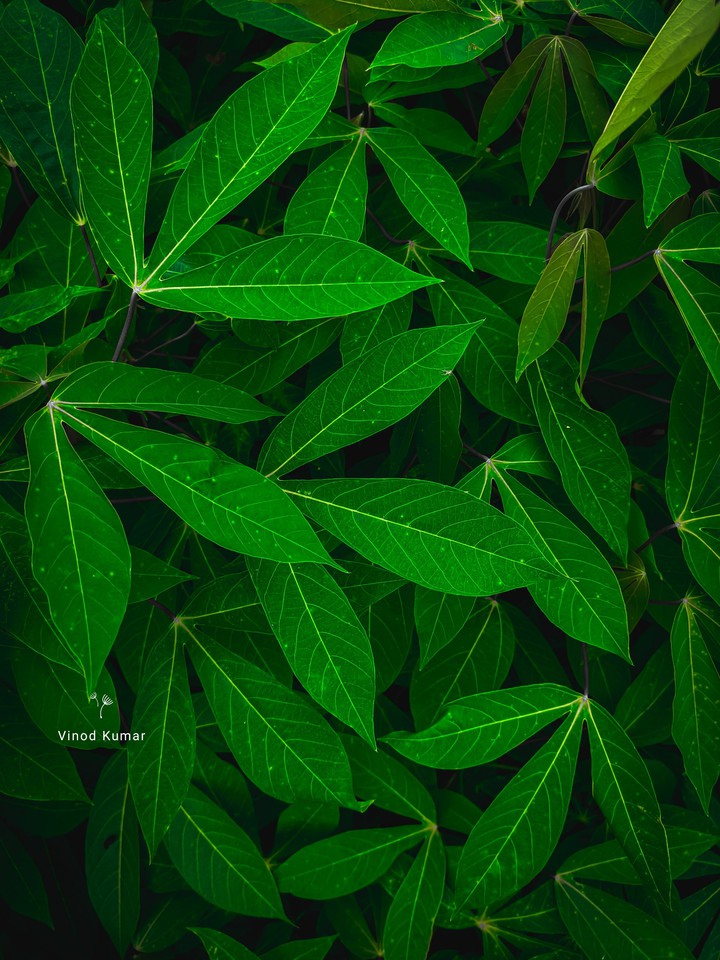 green leaf