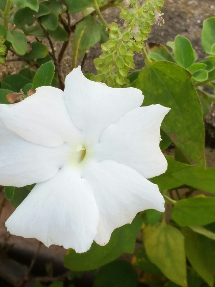 flower....