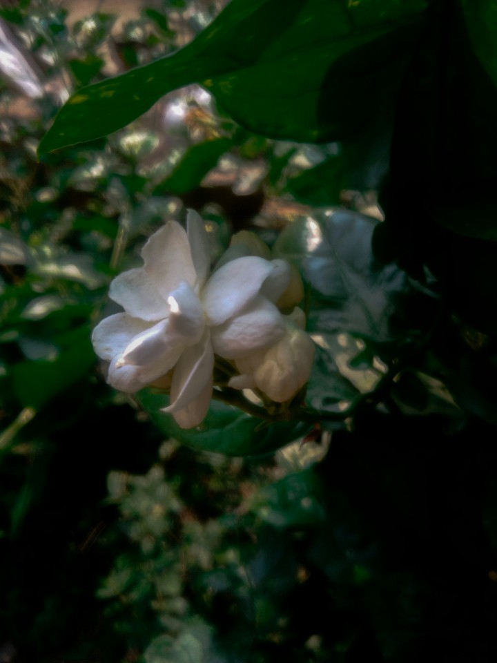 jasmine plant