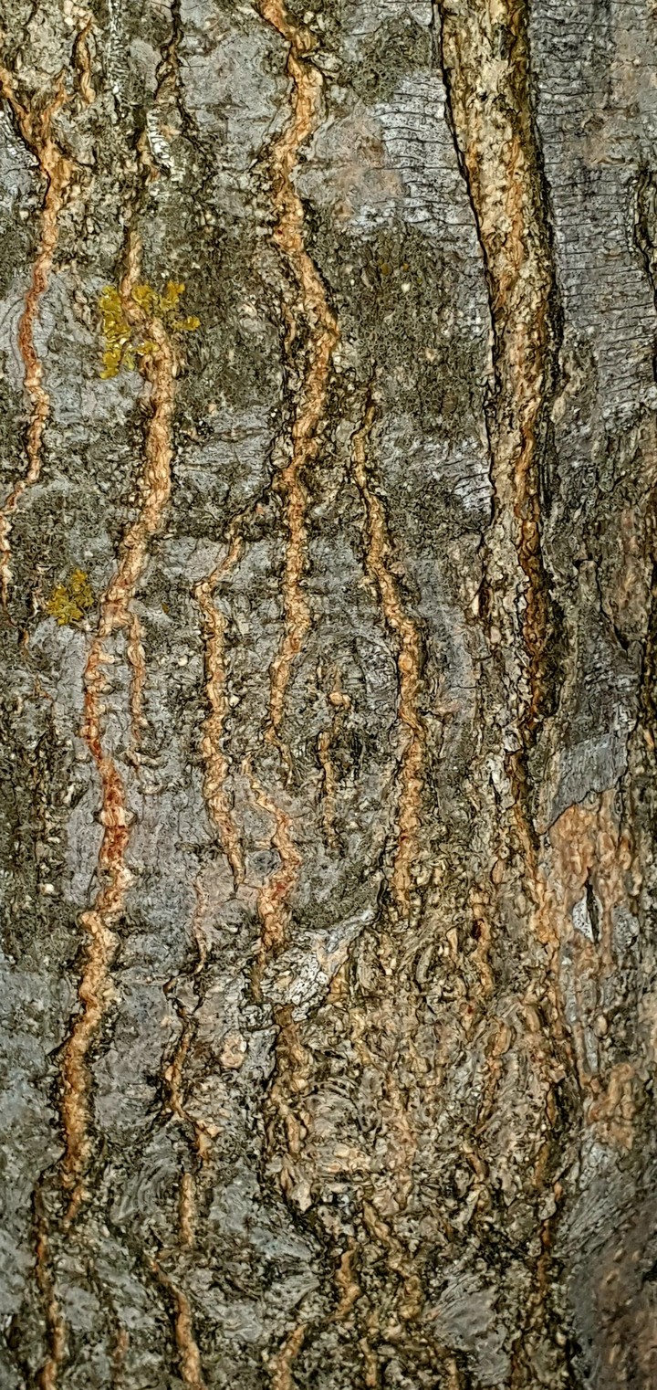 wooden Texture
