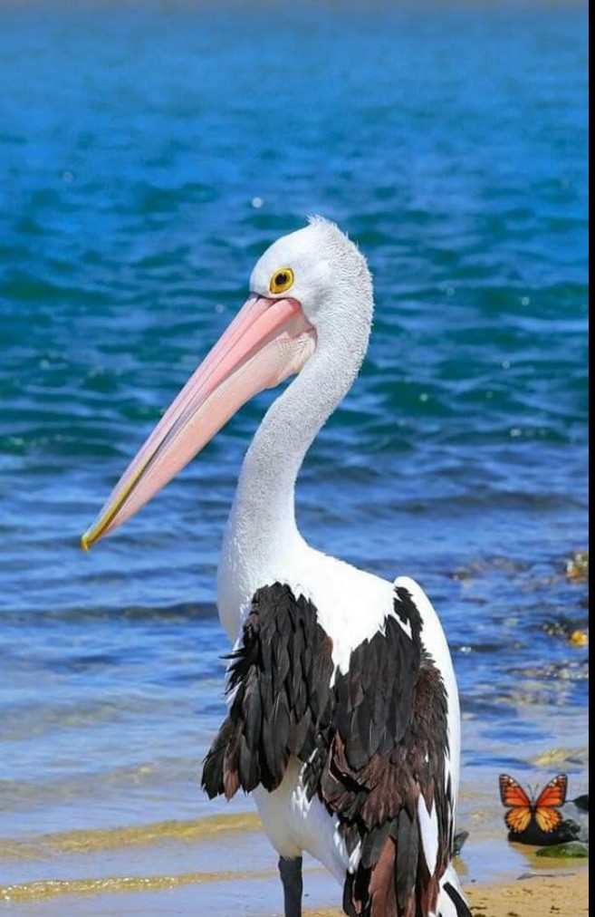 Bird