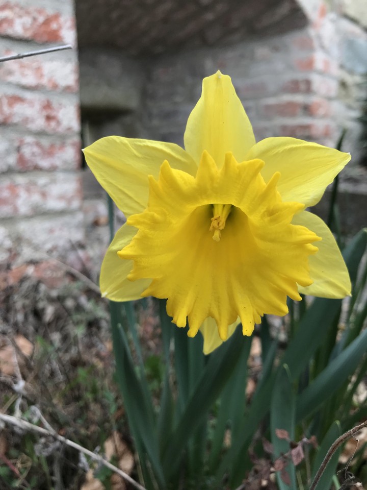 Springtime Flower