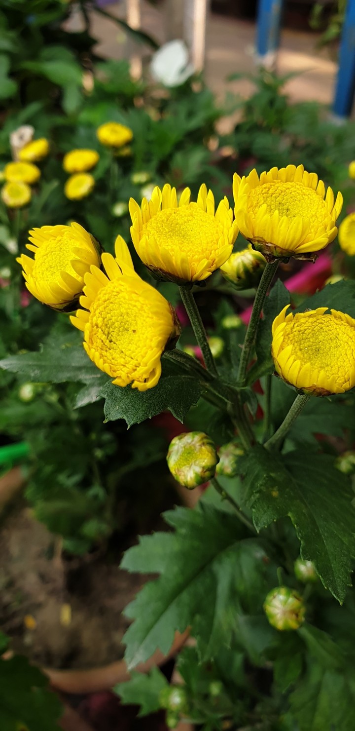 flowers