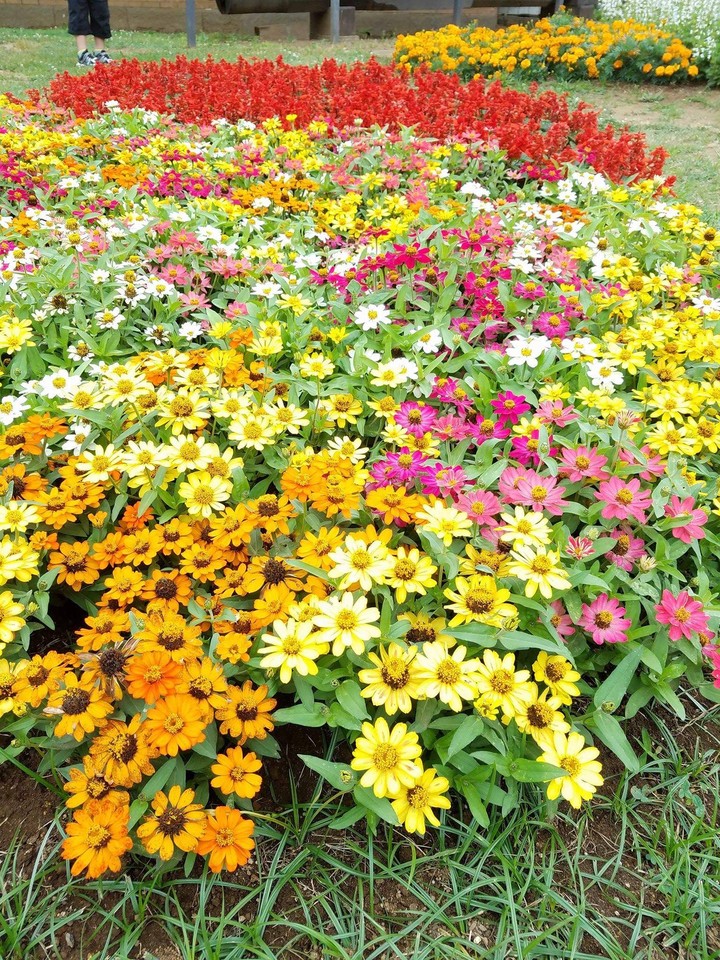 Mixed Mini Zinnia