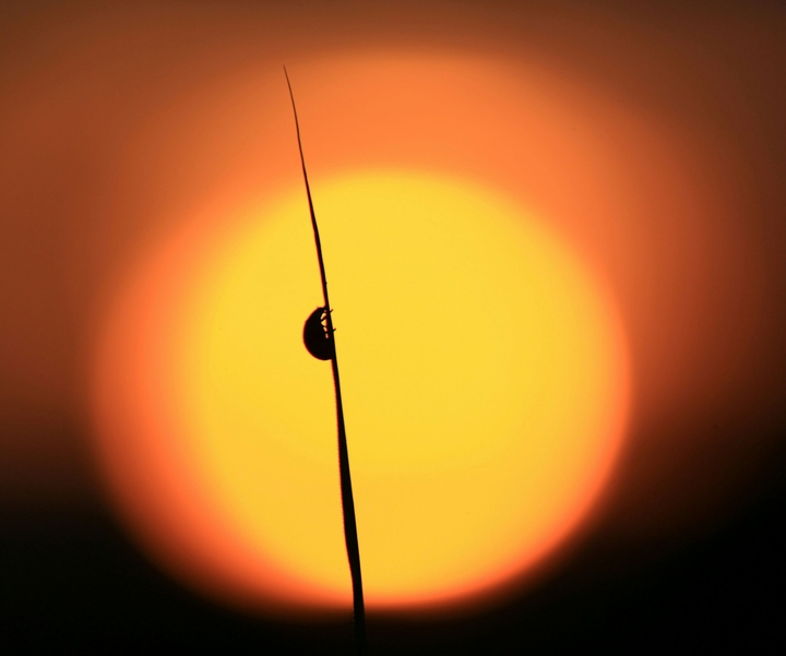 Beautiful sunset with ladybug