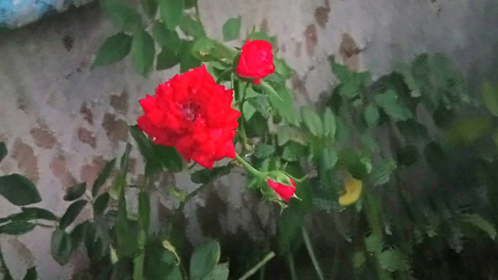 Rose