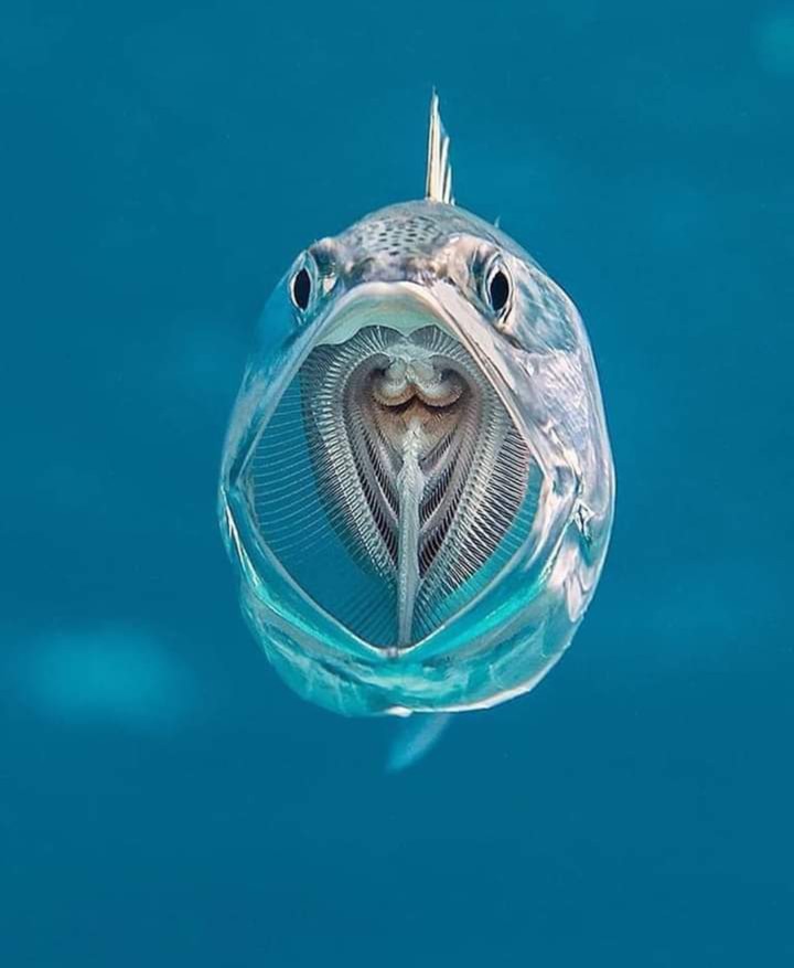 Transparente fish