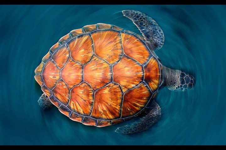 Orange Turtle 