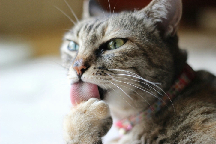 adorable cute cat