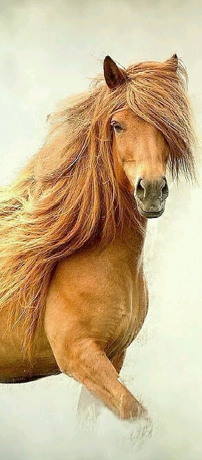 horse