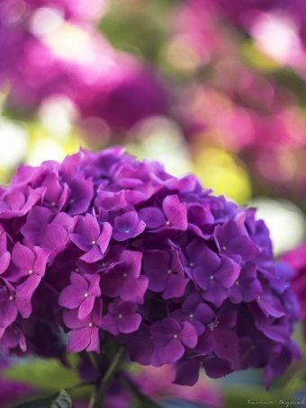 beautiful flower