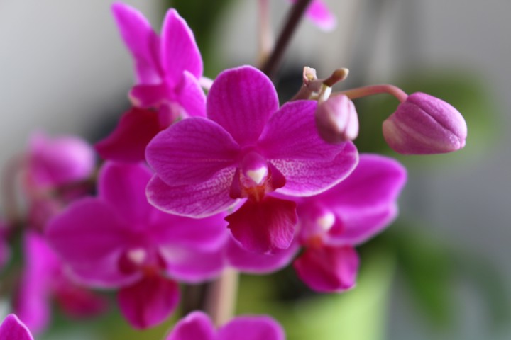 Orchideen