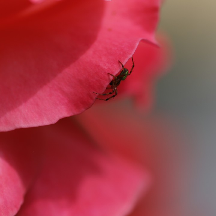 Spider